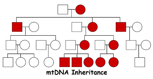 mtDNA.Chart