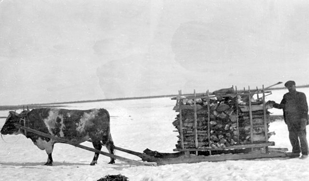 Ox-drawn_sledge_in_the_NWT