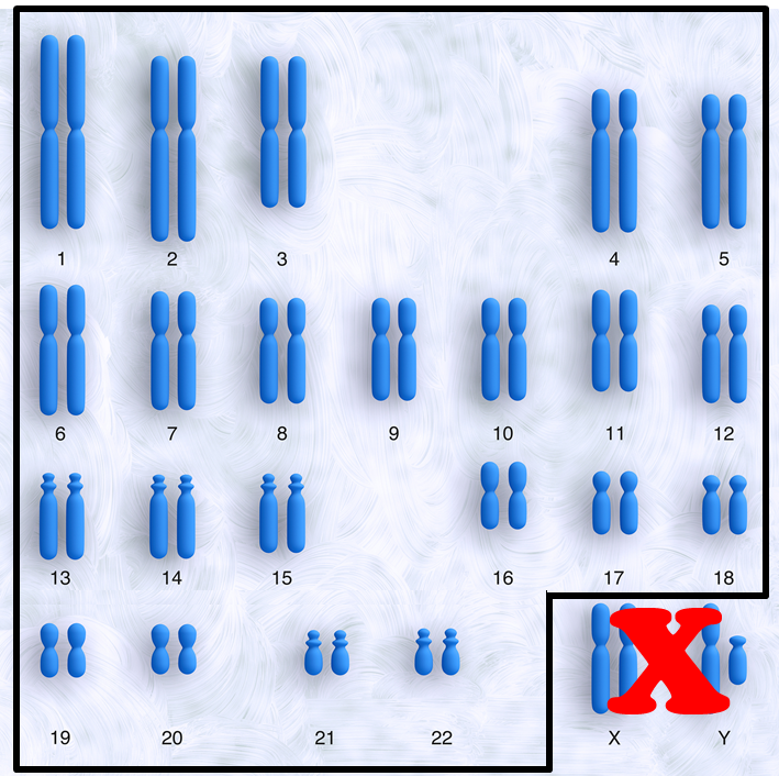 autosomes