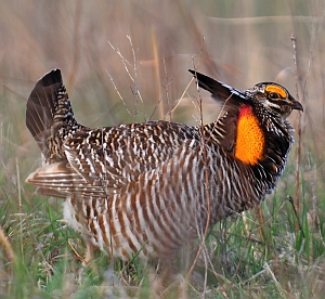 prairie.chicken