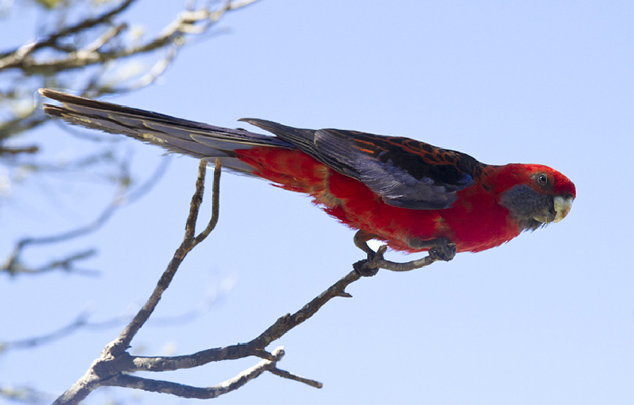 Eastern-rosella1