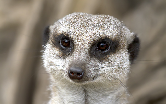 Meerkat