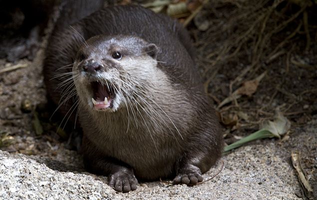 Otter
