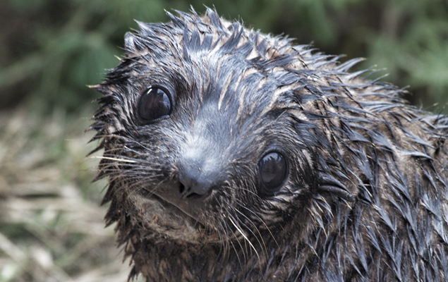 Seal.pup