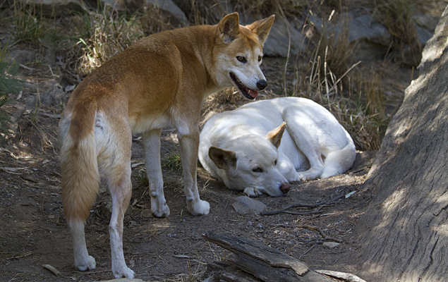 dingo