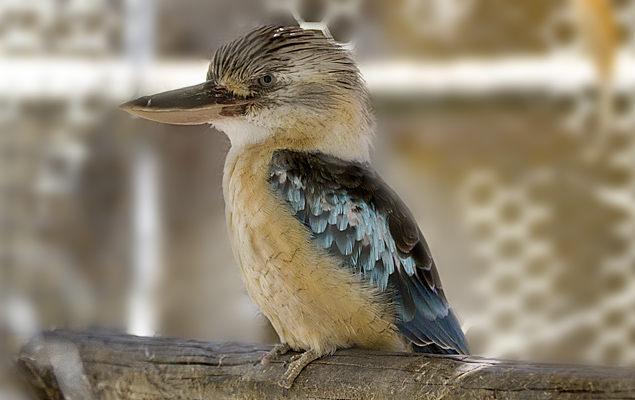 kookaburra
