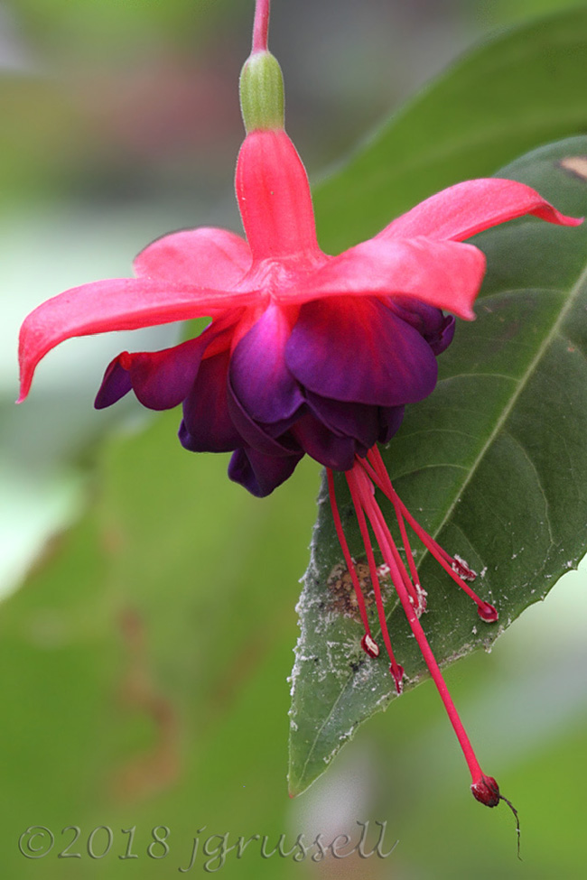 fuschia