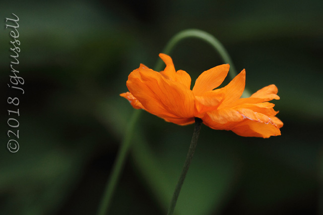 orange flower