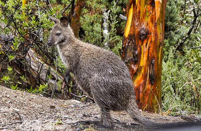 Wallaby