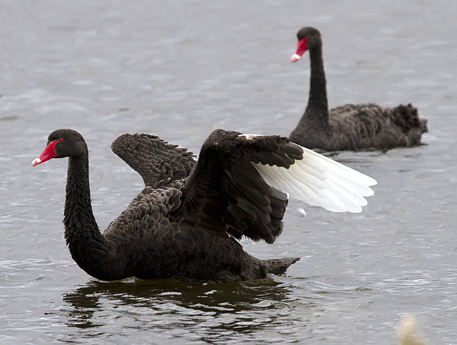 Black swans