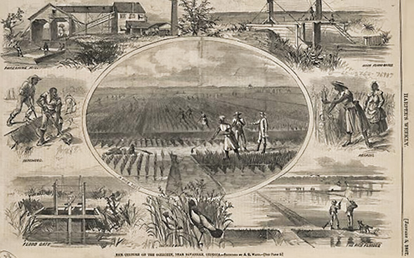 Slave in rice fields