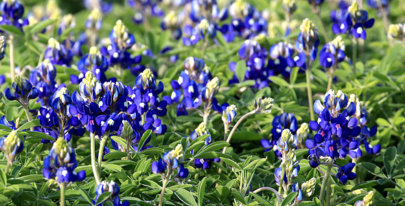 Texas spring flowers