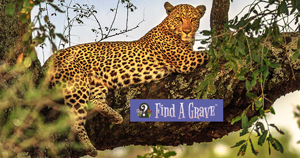 Find A Grave leopard