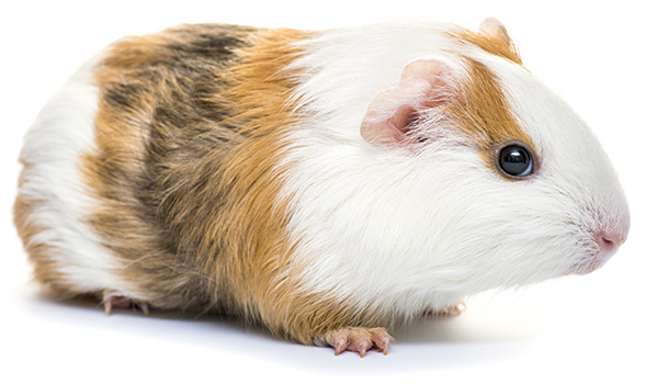 Guinea Pig